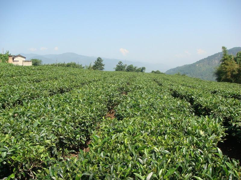 茶葉保鮮庫建造茶葉保鮮冷庫設(shè)計(jì)公司哪家好